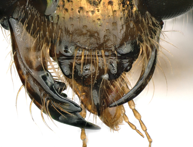 Včela se narodila se vzácnou anomálií: z jedné strany vypadá jako samec, z druhé jako samice