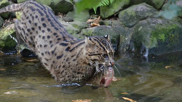 Koček rybářských ve světě ubývá. Zoo se snaží o záchranu