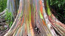 Duhový eukalyptus je charakteristický svým nádherně zbarveným kmenem.