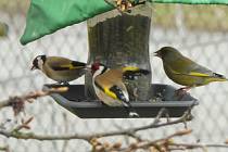Není na škodu přikrmovat ptáky už od října a podle počasí s tím pokračovat do konce února nebo začátku března.