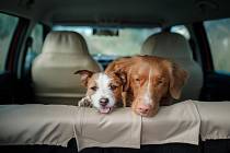 Nejčastějším způsobem cesty na dovolenou se psem je jízda autem..