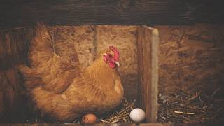 Bez klecí nebudou vejce, tvrdí chovatelé. Rozhodnou poslanci - Kladenský  deník