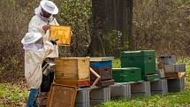 Apiterapie je léčba za pomoci včel medonosných
