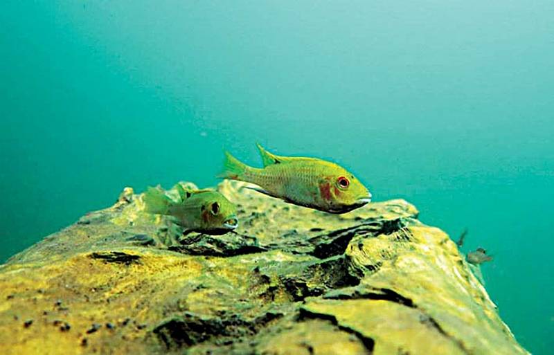 V průhledné vodě jezera Bermin lze potkat páry cichlid, které hlídají své drobné potomstvo