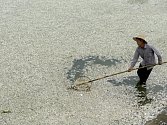 Z řeky v Číně vylovili 100.000 mrtvých ryb otrávených čpavkem.