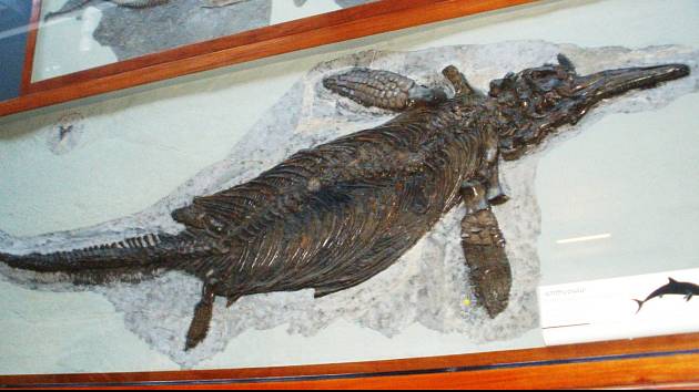 Ve švýcarských Alpách byly nalezeny fosilie vyhynulých ichtyosaurů, obřích mořských ještěrů.