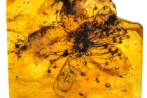 Největší dosud nalezená pravěká květina v jantaru. Stáří se odhaduje na 33 milionů let.