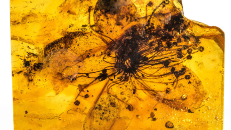 Největší dosud nalezená pravěká květina v jantaru. Stáří se odhaduje na 33 milionů let.