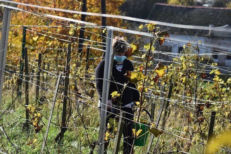 Na čtvrtině hektaru plodí vinné hrozny 1250 hlav. Na rozdíl od loňského roku bylo letos ale málo slunečných dní,  takže hrozny v Litoboři nestihly dozrát do potřebné cukernatosti.