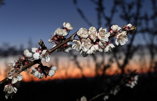 Kvetoucí meruňky v sadech společnosti Lukrom plus, 29. března 2023, Buchlovice, Uherskohradišťsko