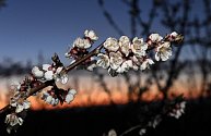 Kvetoucí meruňky v sadech společnosti Lukrom plus, 29. března 2023, Buchlovice, Uherskohradišťsko