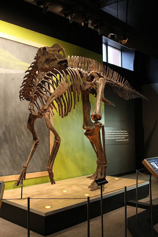 Kostra hadrosaura v Akademii přírodních věd Drexelovy univerzity