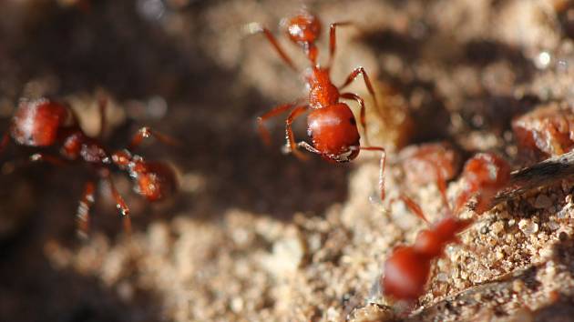 Ohniví mravenci