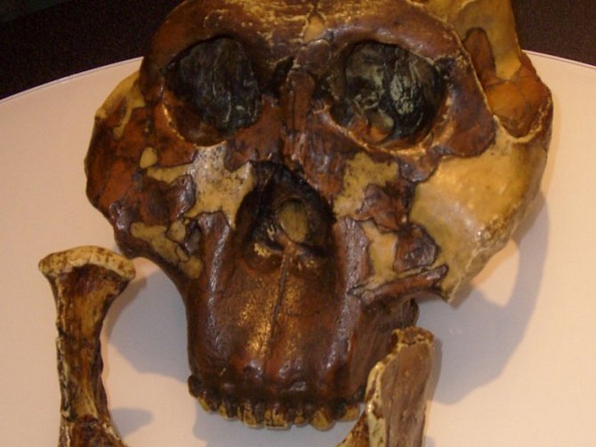 Model lebky australopitéka východoafrického, od jejíhož nálezu uplynulo 60 let