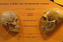 Porovnání lidské a neandertálské lebky. Vyhynulý hominid se v mnoha ohledech druhu Homo sapiens podobal a zdá se, že společnou měli i péči o chrup