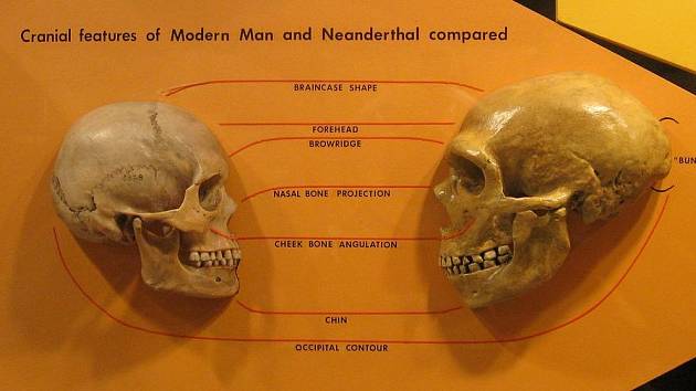 Porovnání lidské a neandertálské lebky. Vyhynulý hominid se v mnoha ohledech druhu Homo sapiens podobal a zdá se, že společnou měli i péči o chrup
