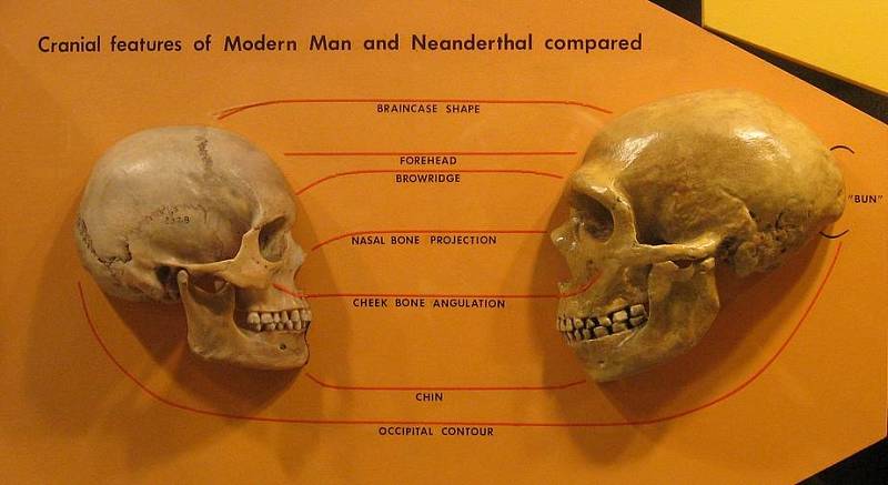 Porovnání lidské a neandertálské lebky. Vyhynulý hominid se v mnoha ohledech druhu Homo sapiens podobal a zdá se, že společnou měli i péči o chrup