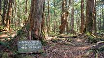 Japonský les sebevrahů Aokigahara
