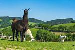 Farmapark Soběhrdy nabízí přímý kontakt se zvířátky i různorodé atrakce. Foto: archiv Farmaparku