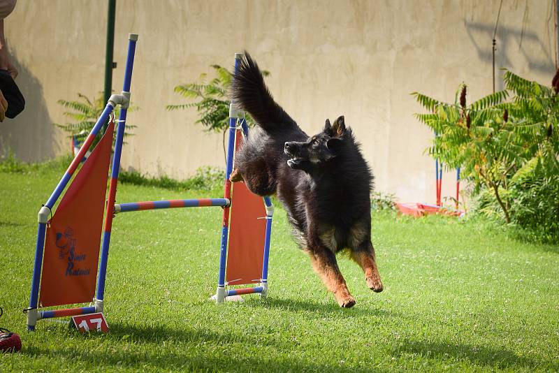 C´est La Vie z Konické skály. Agility