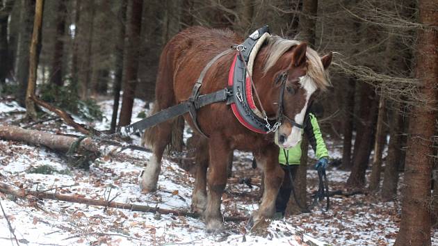 Stahování dřeva: Jak probíhá práce s koňmi v lese?