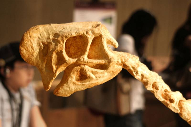 Detail lebky oviraptora v japonském muzeu