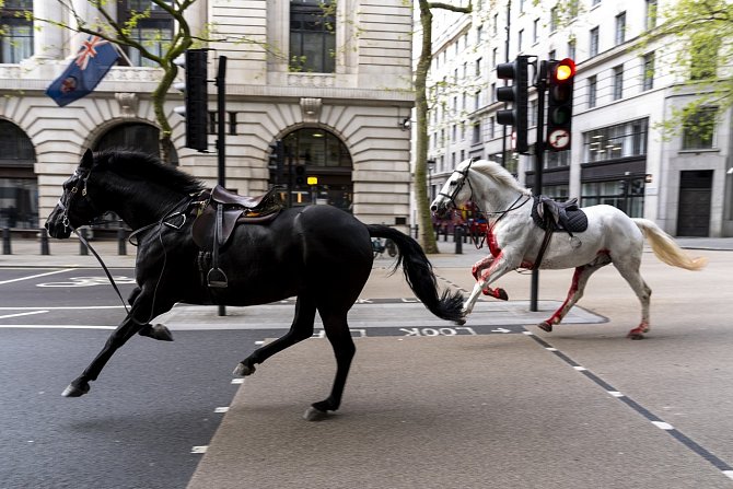 Splašení koně králových gardistů pobíhali ulicemi Londýna.