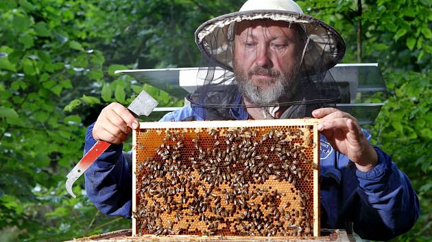 SPOKOJENÉ VČELKY. Základem úspěchu každého včelaře je mít zdravé včelstvo a dobře umístěné úly.