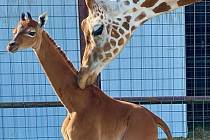 V americkém Tennessee se narodilo žirafí mládě bez skvrn. Jde o naprostý unikát.