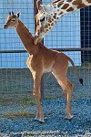 V americkém Tennessee se narodilo žirafí mládě bez skvrn. Jde o naprostý unikát.