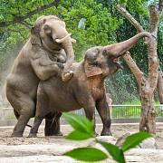 V Thajsku do poprav zapojovali i slony
