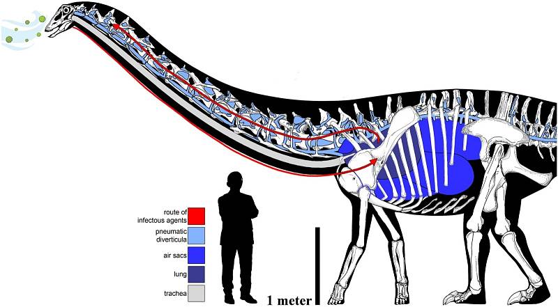 Propracovaný a okružní plicní komplex sauropoda s hypotetickou cestou infekční dráhy.
