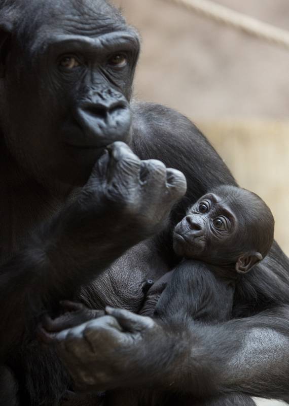 V pražské zoologické zahradě se uskutečnil křest gorilího mláděte Nuru. 