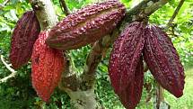 Kakaové boby na kakaovníku