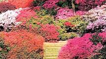 Vybírat můžete z více než tisíce druhů rododendronů mnoha barev. 