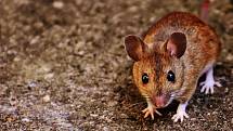 Jedenáct let, od roku 2008, testovali vědci myši ze západních Čech a Bavorska. Celkem to bylo na 179 lokalitách 748 vzorků.