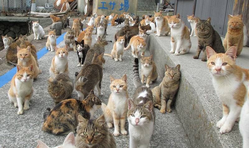 Ostrov Taširodžima je po celém světě znám jako "kočičí ostrov"