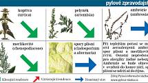 Pylové zpravodajství