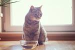 Kočka by měla vypít asi 40 mililitrů vody denně na kilogram hmotnosti.