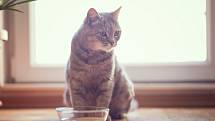 Kočka by měla vypít asi 40 mililitrů vody denně na kilogram hmotnosti.