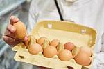 Cena vajec roste nejen v Česku, ale i v celé Evropské unii. Může za to zdražování energií, ptačí chřipka i zákaz klecových chovů. Ilustrační snímek