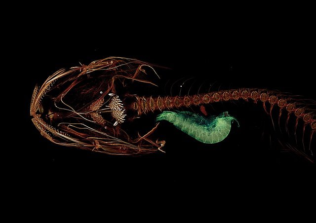 3D sken nejhlouběji žijící ryby s požitým korýšem