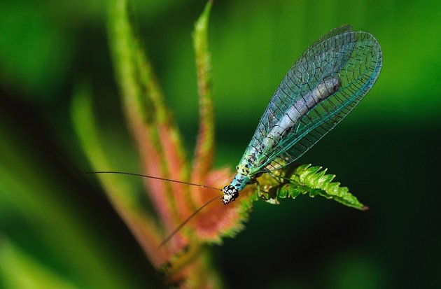Síťokřídlí (Neuroptera) jsou řád dravého hmyzu, jde o členovce s velkými křídly se složitou žilnatinou.