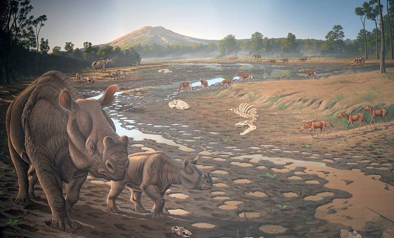 Velké množství fosilií pravěkých savců se našlo v lomu Hancock Mammal Quarry. Jde například o zkameněliny Haplohippa – malého tříprstého koně, nebo o brontotheres – zvíře podobné nososrožcům, či o acheanodony – medvědovitá zvířata podobná dnešním prasatům