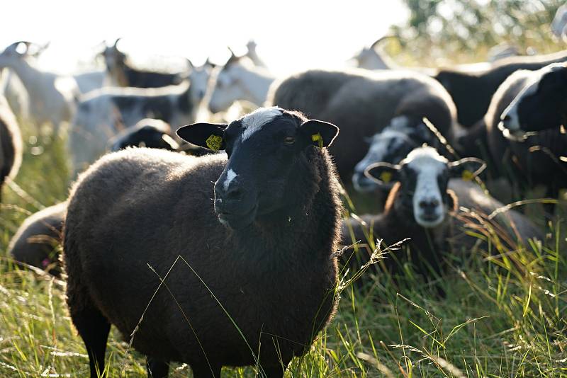 Volná pastva ovcí a koz se vrátila po dlouhé době na jihomoravskou Pálavu. Se stádem vyráží denně na svahy Stolové hory mladá pastýřka Kamila Zavadilová.