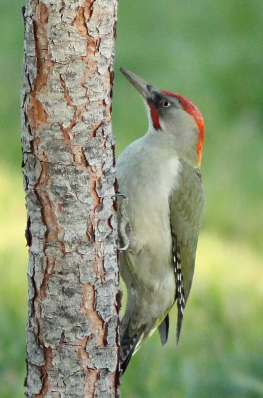 Žluna zelená (Picus viridis)