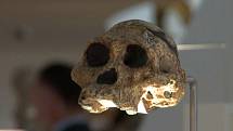 Zřejmě nejstarší lebeční úlomek druhu Homo sapiens byl nalezen vedle lebky neandrtálce