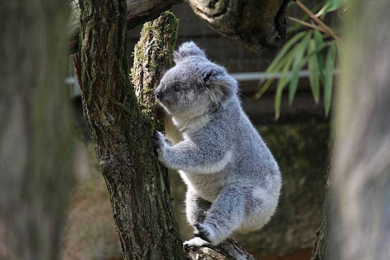 Medvídci koala jsou považování za jeden ze symbolů Austrálie. Ohrožují je však lesní požáry a sucho. Více než kdy předtím je také zabíjí pohlavní nemoc - chlamydie.