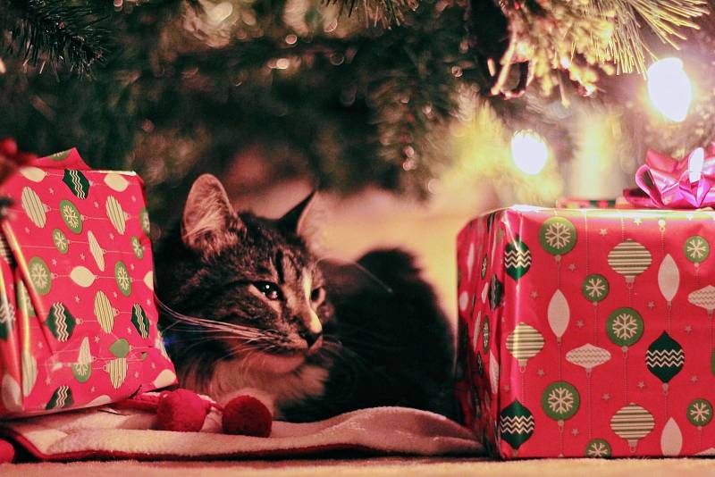 Ještě než Vánoce vypuknou, zpestří adventní čas mazlíčkům, podobně jako dětem, kalendář. 
