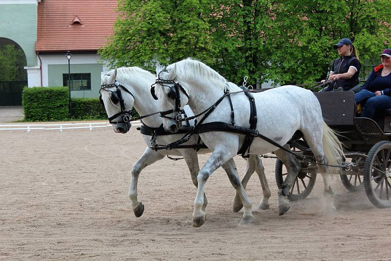 Národní hřebčín v Kladrubech nad Labem  je jedním z nejstarších na světě. Starají se zde o nejstarší české plemeno starokladrubských koní